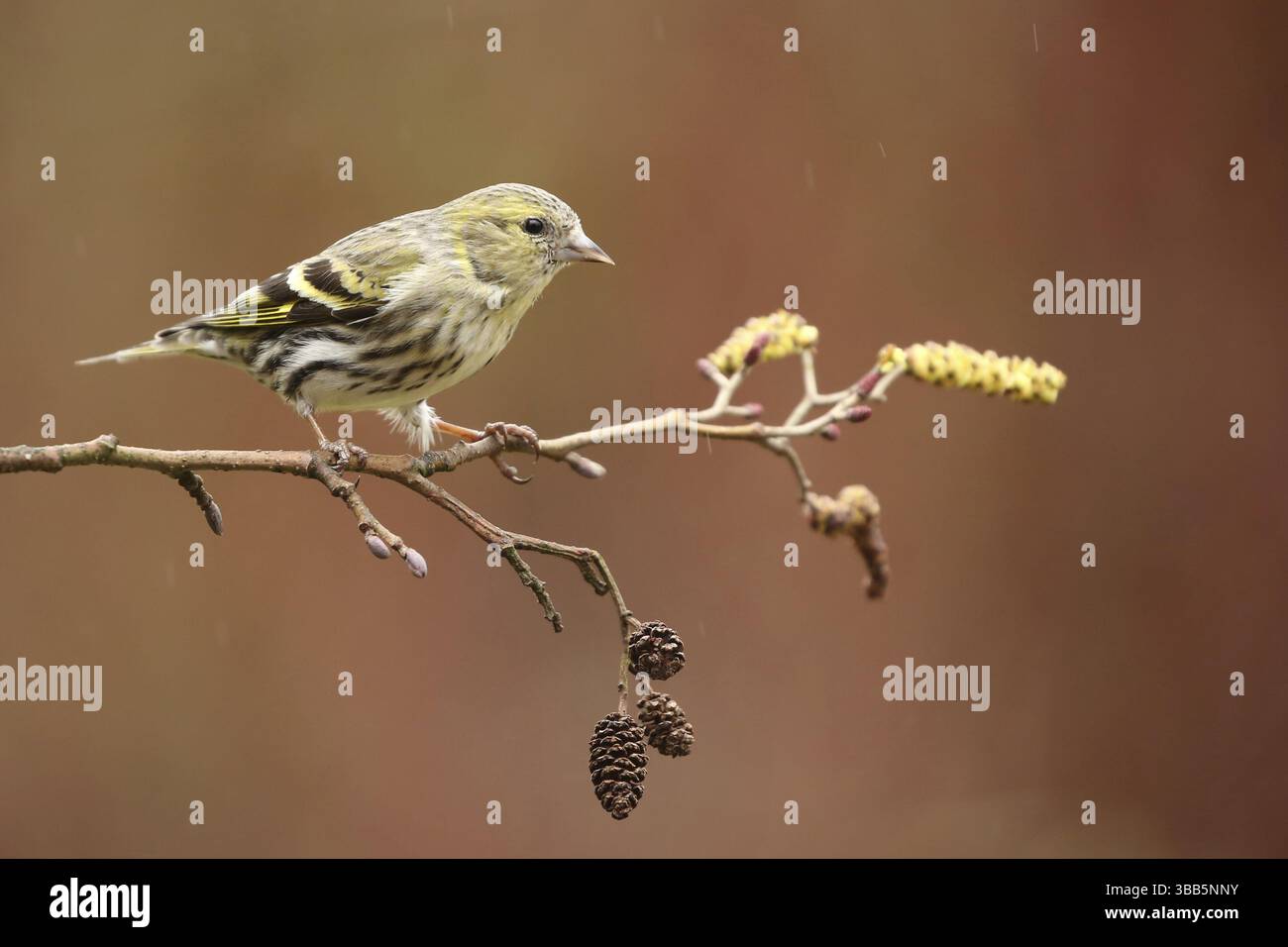 Femelle eurasienne Siskin (Spinus spinus), basse-Saxe, Allemagne, Europe Banque D'Images