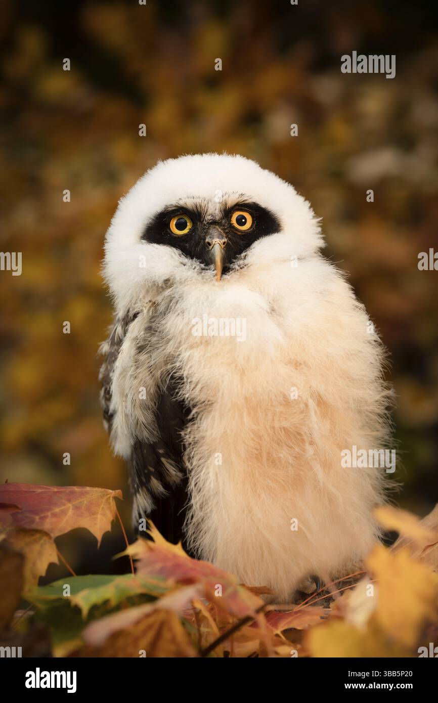 Chouette à lunettes (Pulsatrix perspicillata) captive, juvénile, Allemagne, Europe Banque D'Images