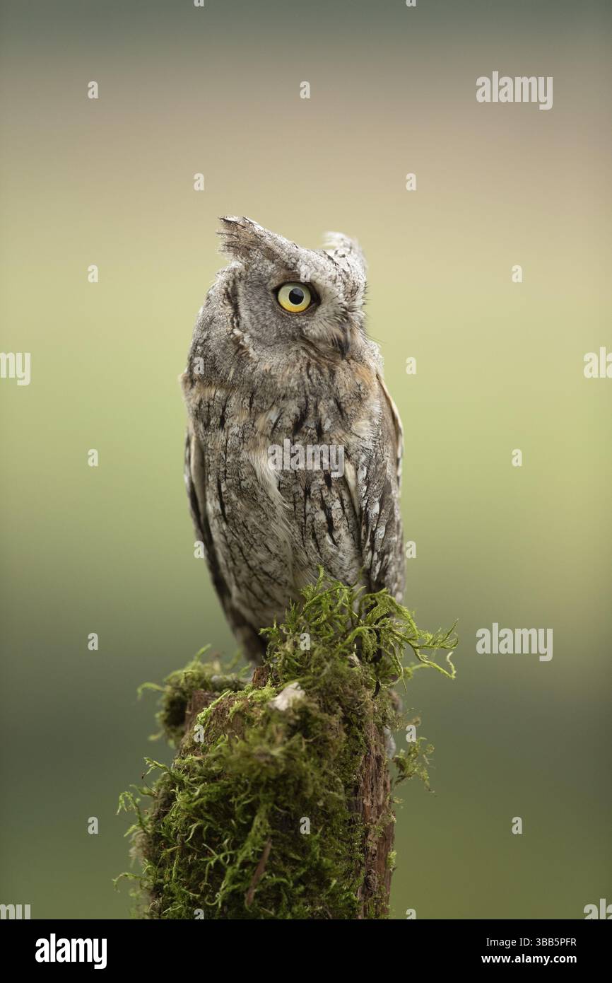 Eurasian Scops Owl (Otus Sops) captive, juvénile, Allemagne, Europe Banque D'Images