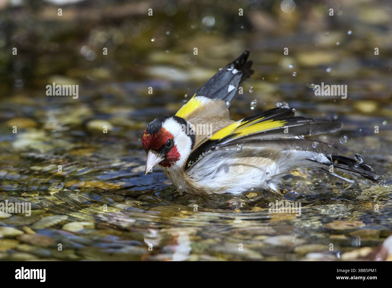 Européen Goldfinch (Carduelis carduelis) mâle baignant dans un petit ruisseau, Mecklembourg-Poméranie occidentale, Allemagne, Europe Banque D'Images
