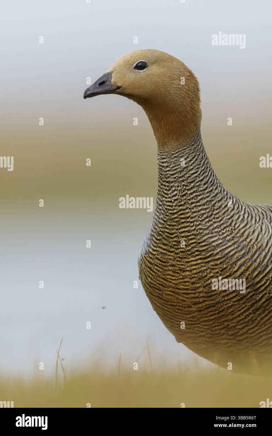 Ouette à tête rousse (Chloephaga rubidiceps) nourrir le long du littoral des îles Malouines Banque D'Images