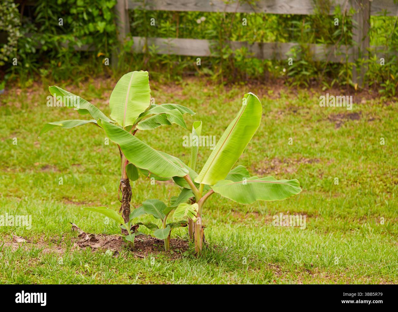 Jeunes plants de bananes Blue Java repoussant après un hiver rigoureux dans le sud de la Géorgie aux États-Unis ! Espèce : Musa acuminate x Musa balbisiana ! Banque D'Images Jeunes plants de bananes Blue Java repoussant après un hiver rigoureux dans le sud de la Géorgie aux États-Unis ! Espèce : Musa acuminate x Musa balbisiana ! Banque D'Images