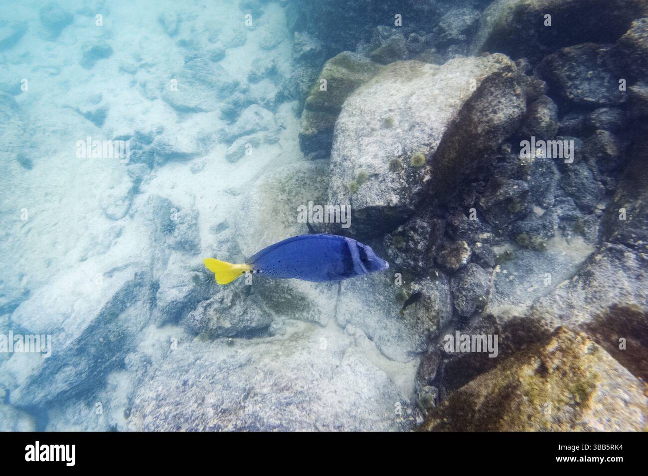 Zebrasoma xanthurum (Zebrasoma xanthurum), Galapagos, Équateur, Amérique du Sud Banque D'Images