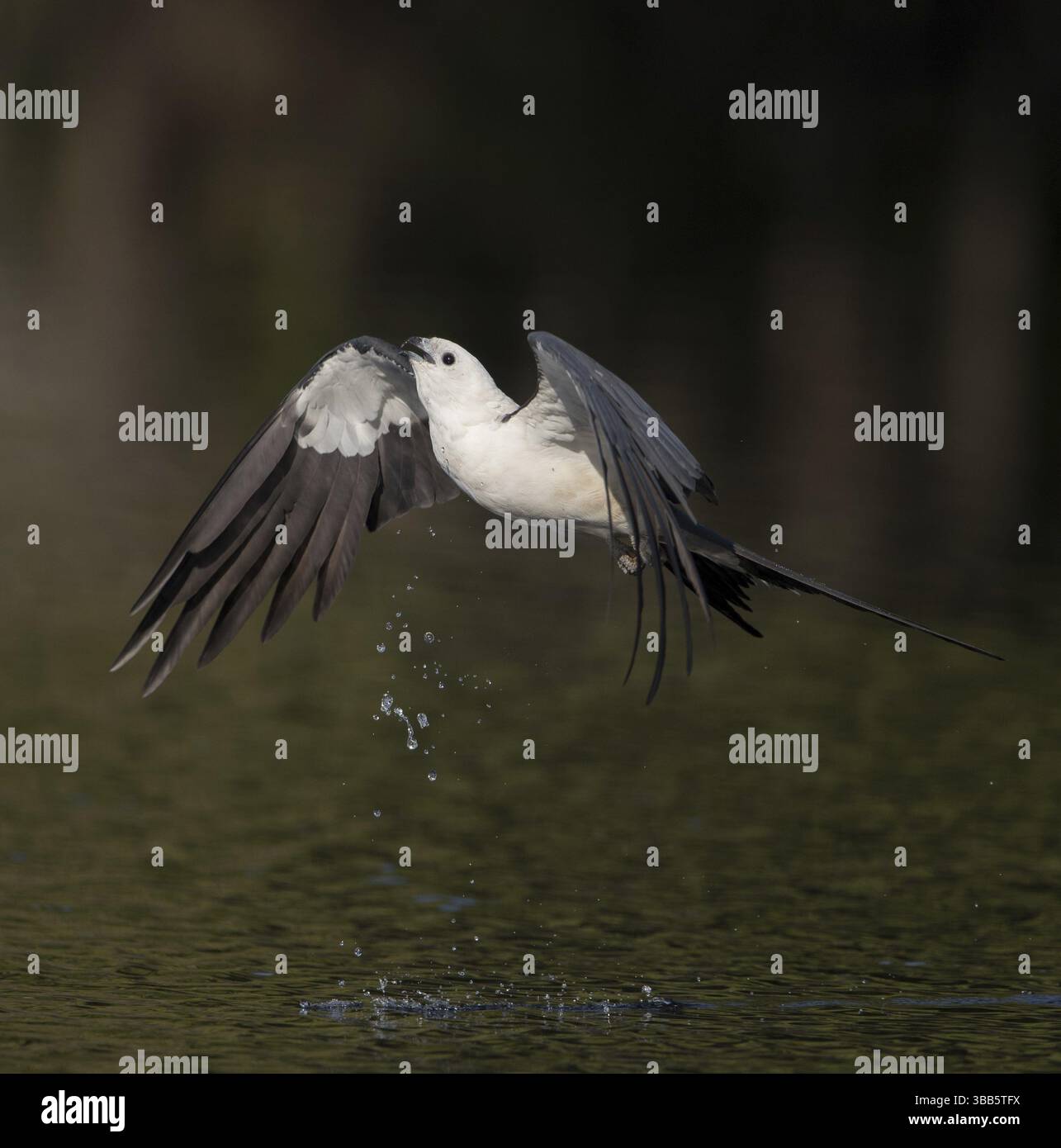 Cerf-volant à queue d'hirondelle (Elanoides forficatus) buvant en vol, Floride, États-Unis, Amérique du Nord Banque D'Images