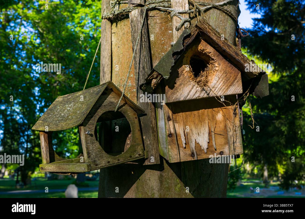 Deux nichoirs altérés attachés à un arbre dans un cimetière paisible de Berlin, capturés un jour ensoleillé de printemps. Banque D'Images Deux nichoirs altérés attachés à un arbre dans un cimetière paisible de Berlin, capturés un jour ensoleillé de printemps. Banque D'Images