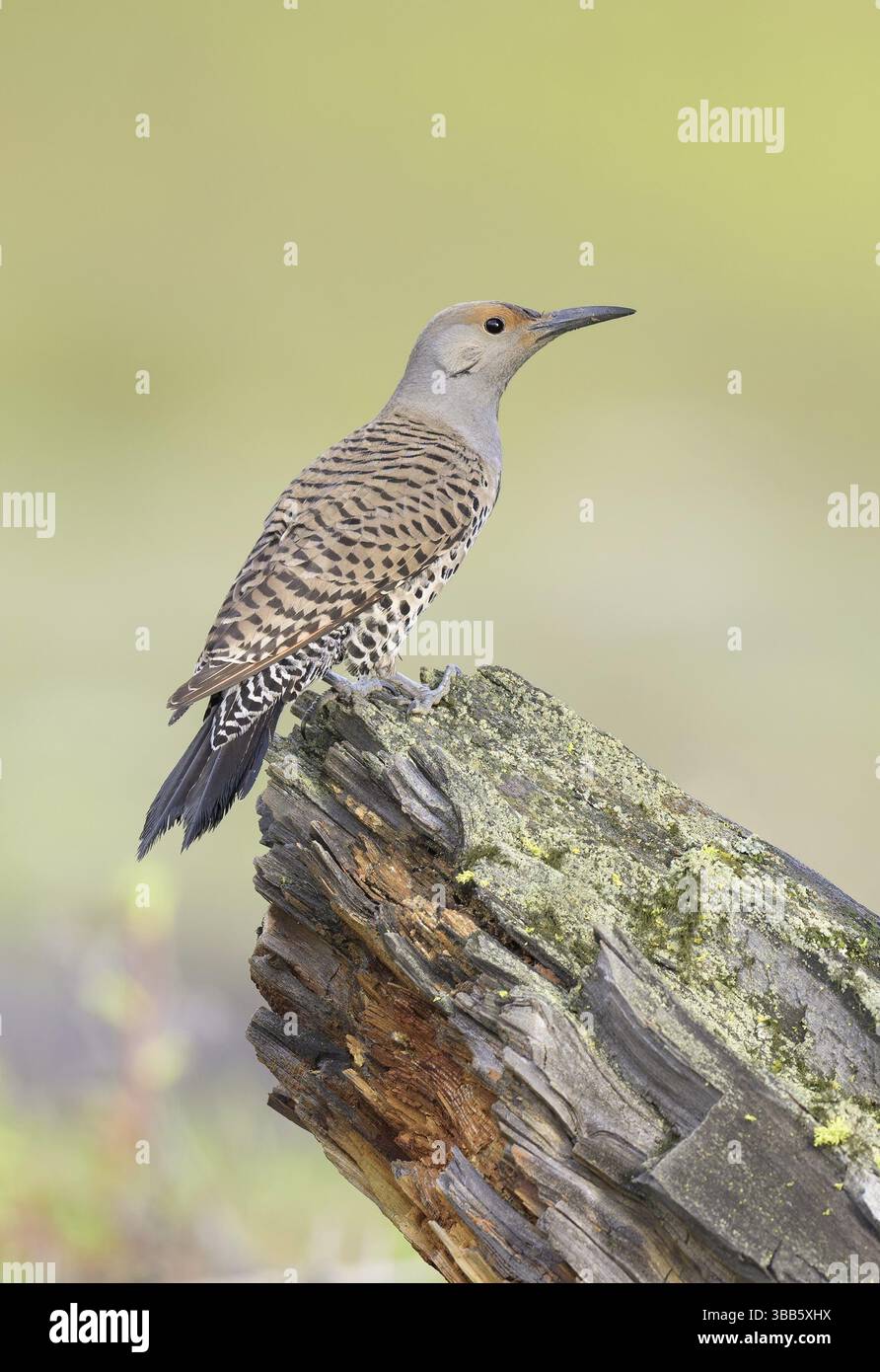 Femelle du Flicker nordique (Colaptes auratus) perchée sur une souche d'arbre, Colombie-Britannique, Canada, Amérique du Nord Banque D'Images Femelle du Flicker nordique (Colaptes auratus) perchée sur une souche d'arbre, Colombie-Britannique, Canada, Amérique du Nord Banque D'Images