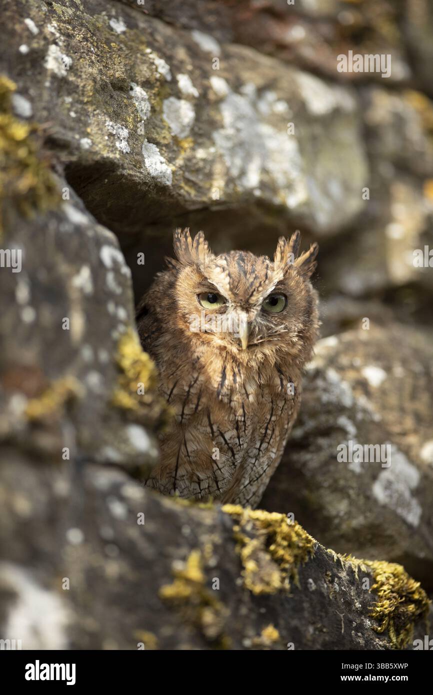 Chouette crique tropicale (Megascops choliba) captive, juvénile, Allemagne, Europe Banque D'Images
