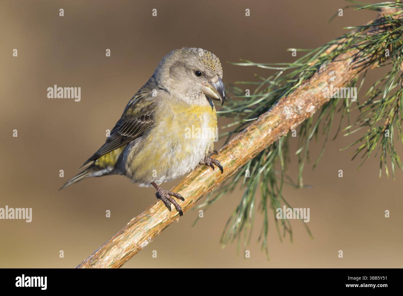 Femelle bec-croisé de perroquet (Loxia pytyopsittacus) perchée sur une branche, pays-Bas Banque D'Images