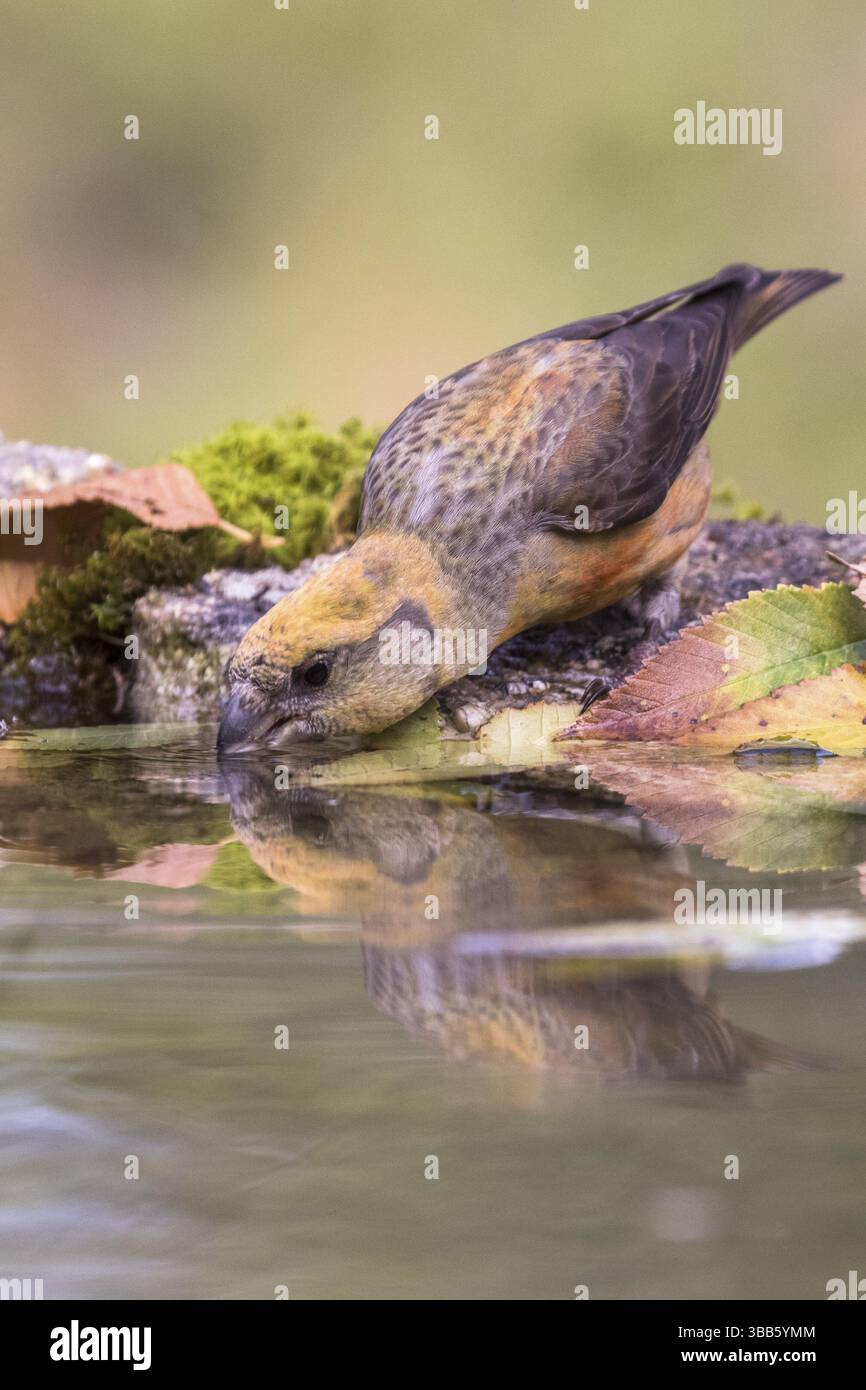Bec-croisé rouge (Loxia curvirostra) femelle buvant à un point d'eau, Madrid, Espagne, Europe Banque D'Images