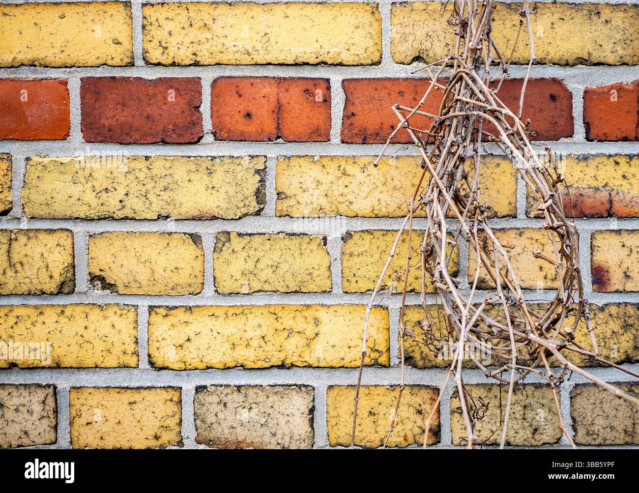 Mur de briques altérées avec des vignes séchées dans un cimetière historique de Berlin, montrant des briques jaunes et rouges vieillies. Banque D'Images