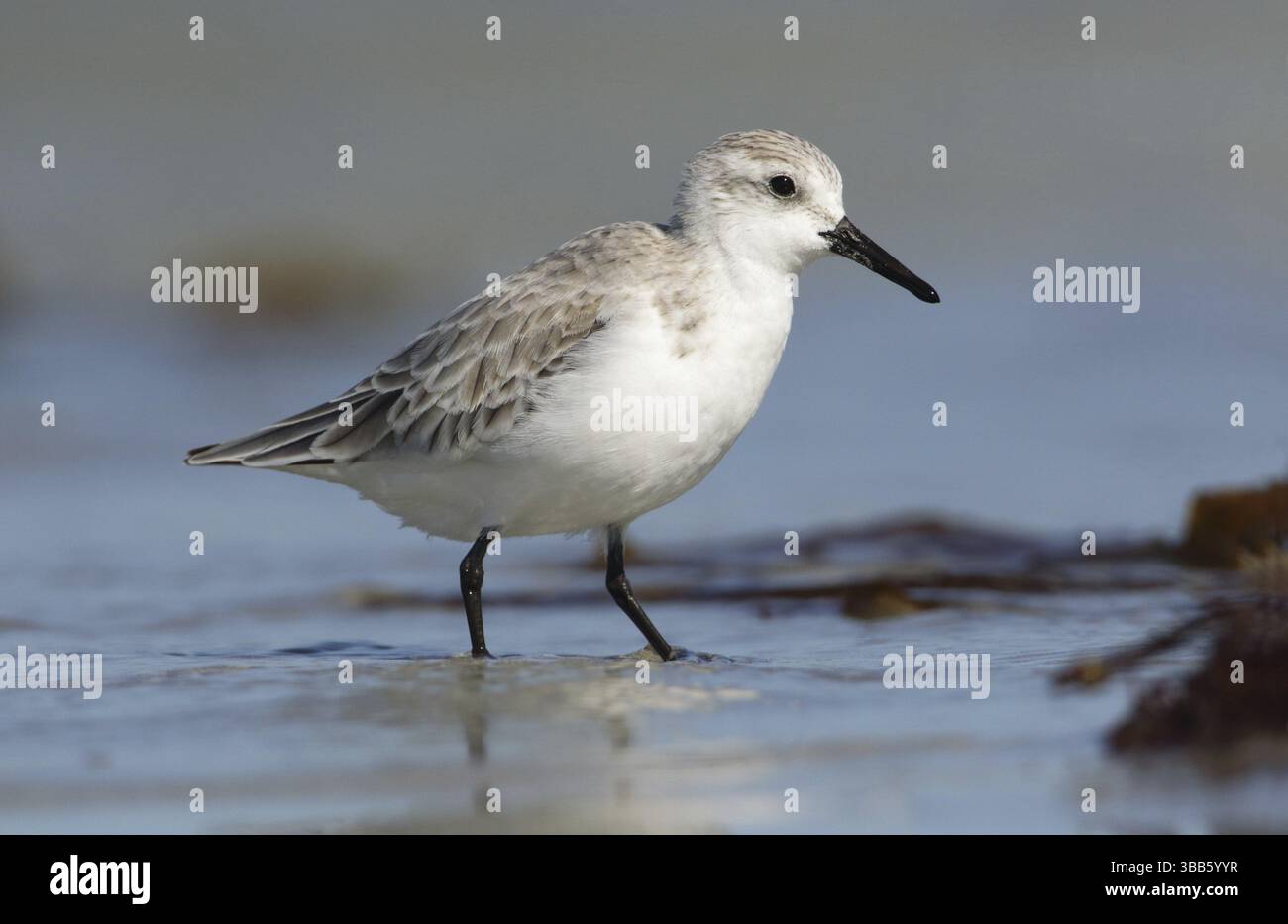 Sanderling (Calidris alba), Victoria, Australie, Océanie Banque D'Images