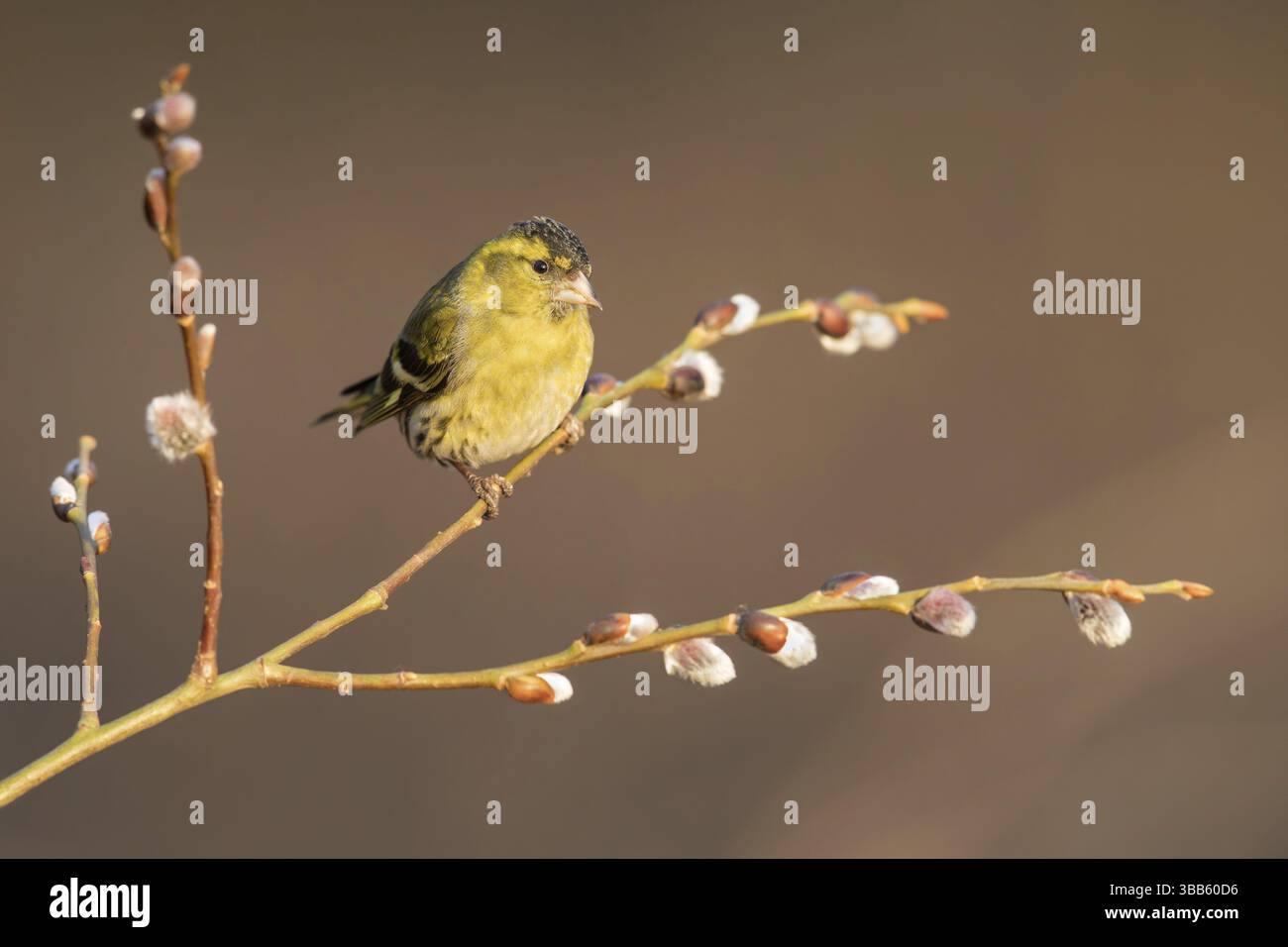Mâle Siskin eurasien (Spinus spinus) perché sur une branche de saule, Pologne, Europe Banque D'Images