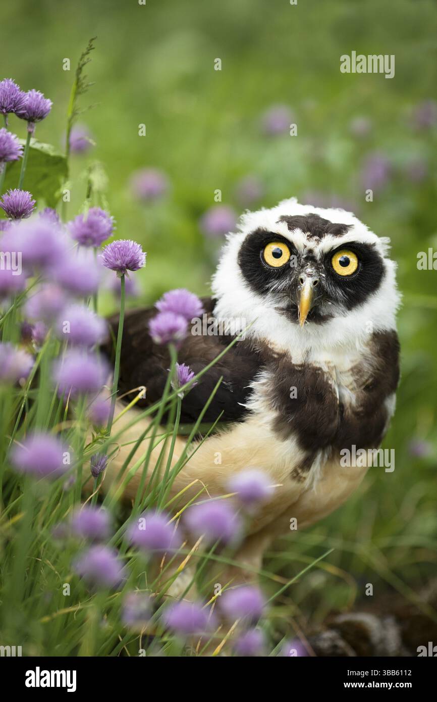 Chouette à lunettes (Pulsatrix perspicillata) captive, juvénile, Allemagne, Europe Banque D'Images