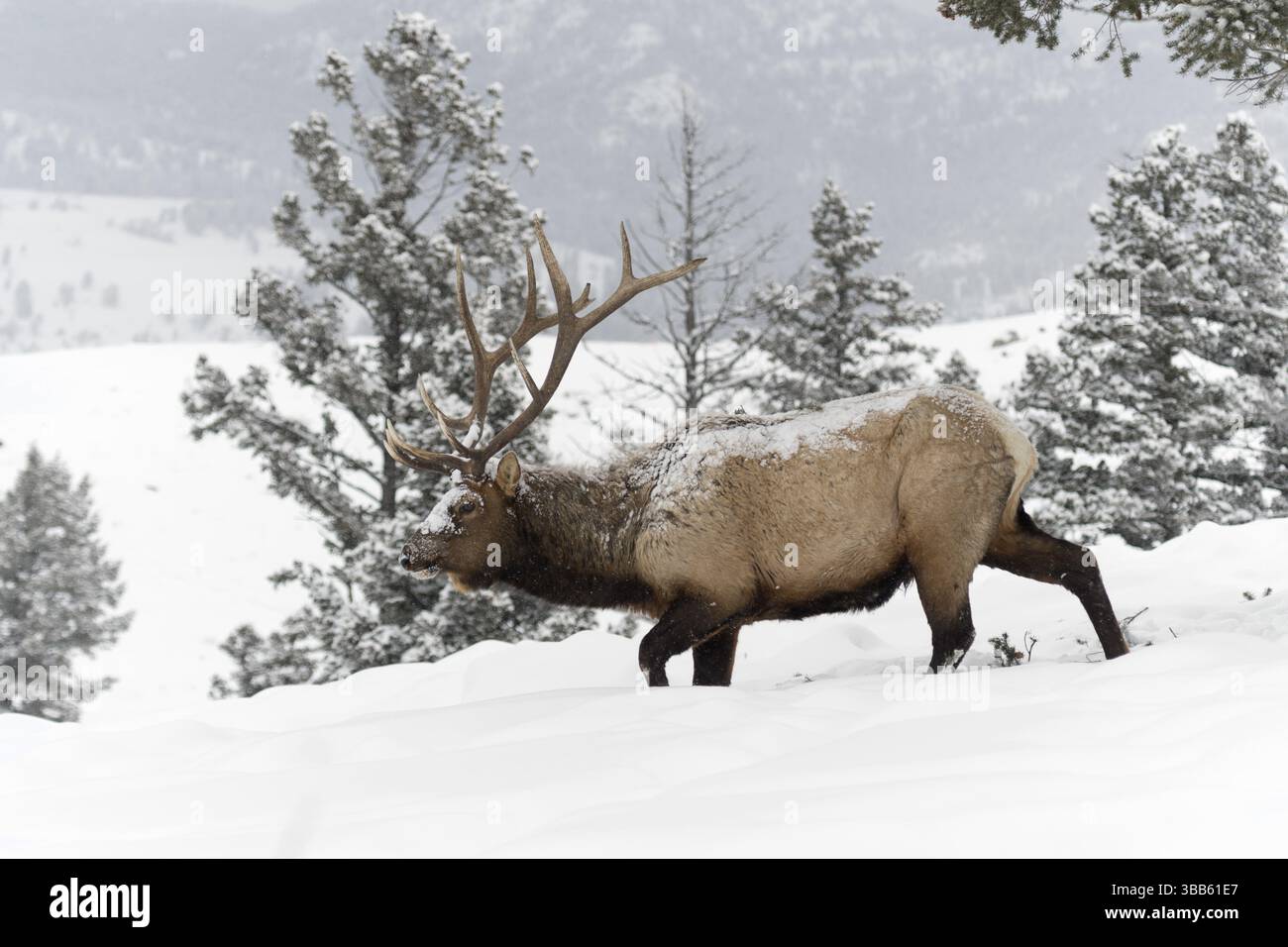 Mâle Wapiti (Cervus canadensis) marchant dans la neige profonde, parc national de Yellowstone, États-Unis, Amérique du Nord Banque D'Images