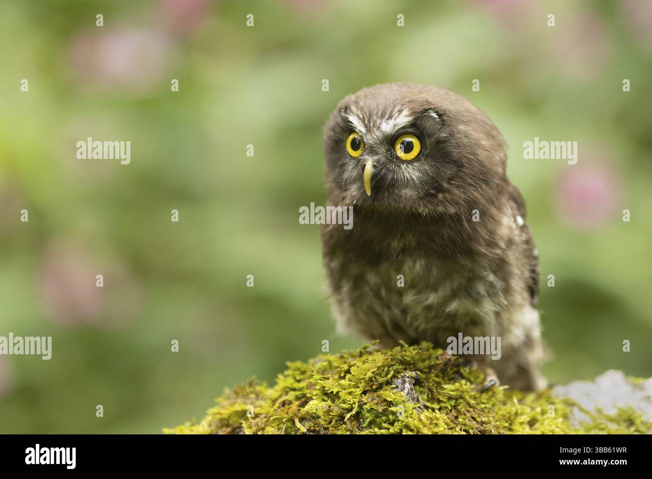 Chouette boréale (Aegolius funereus) juvénile, captif, Allemagne, Europe Banque D'Images