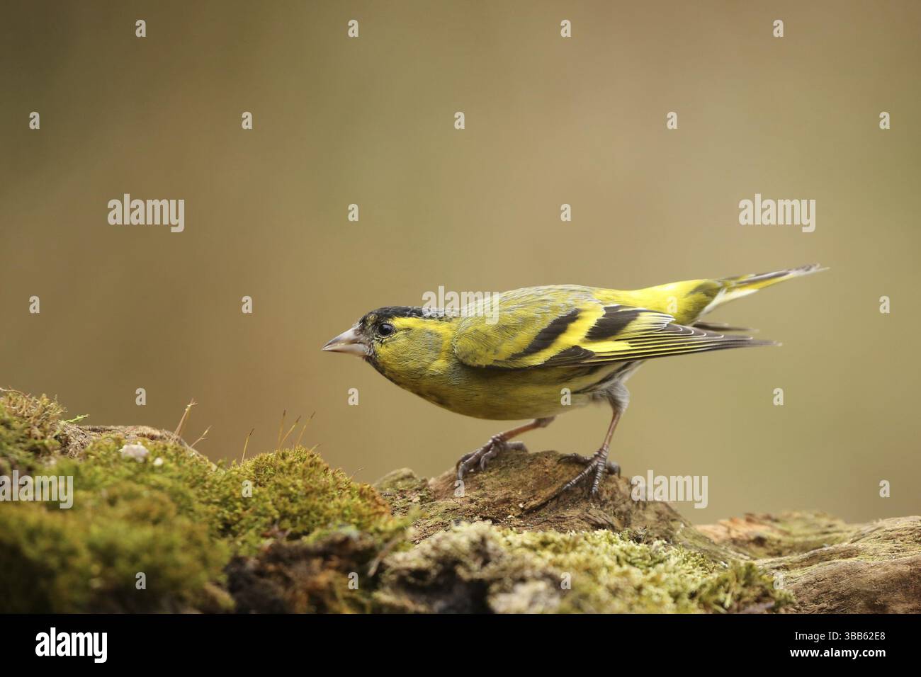Siskin eurasien (Spinus spinus) mâle, basse-Saxe, Allemagne, Europe Banque D'Images