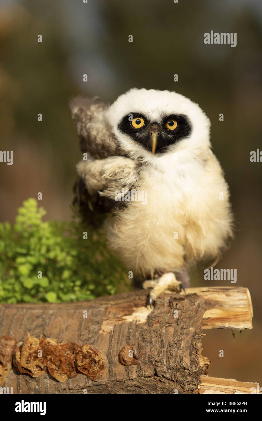 Chouette à lunettes (Pulsatrix perspicillata) captive, juvénile perché sur une bûche, Allemagne, Europe Banque D'Images