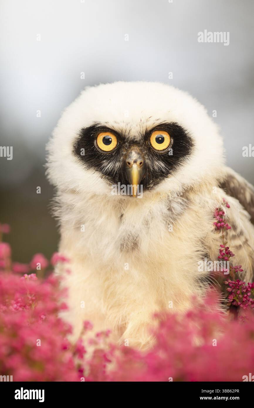 Chouette à lunettes (Pulsatrix perspicillata) captive, juvénile, Allemagne, Europe Banque D'Images