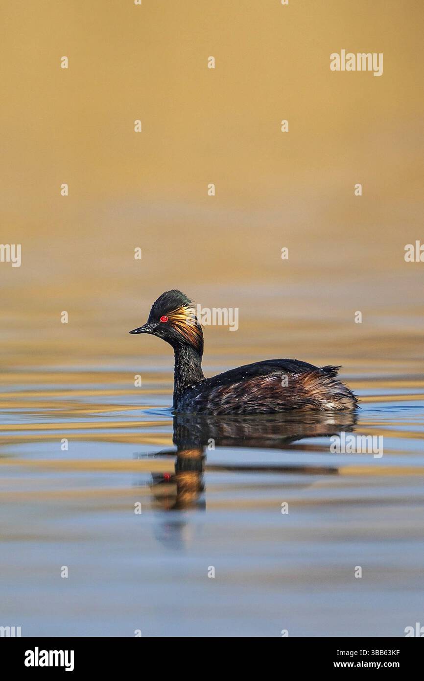 Grebe à col noir (Podiceps nigricollis), Bade-Wuertemberg, Allemagne, Europe Banque D'Images