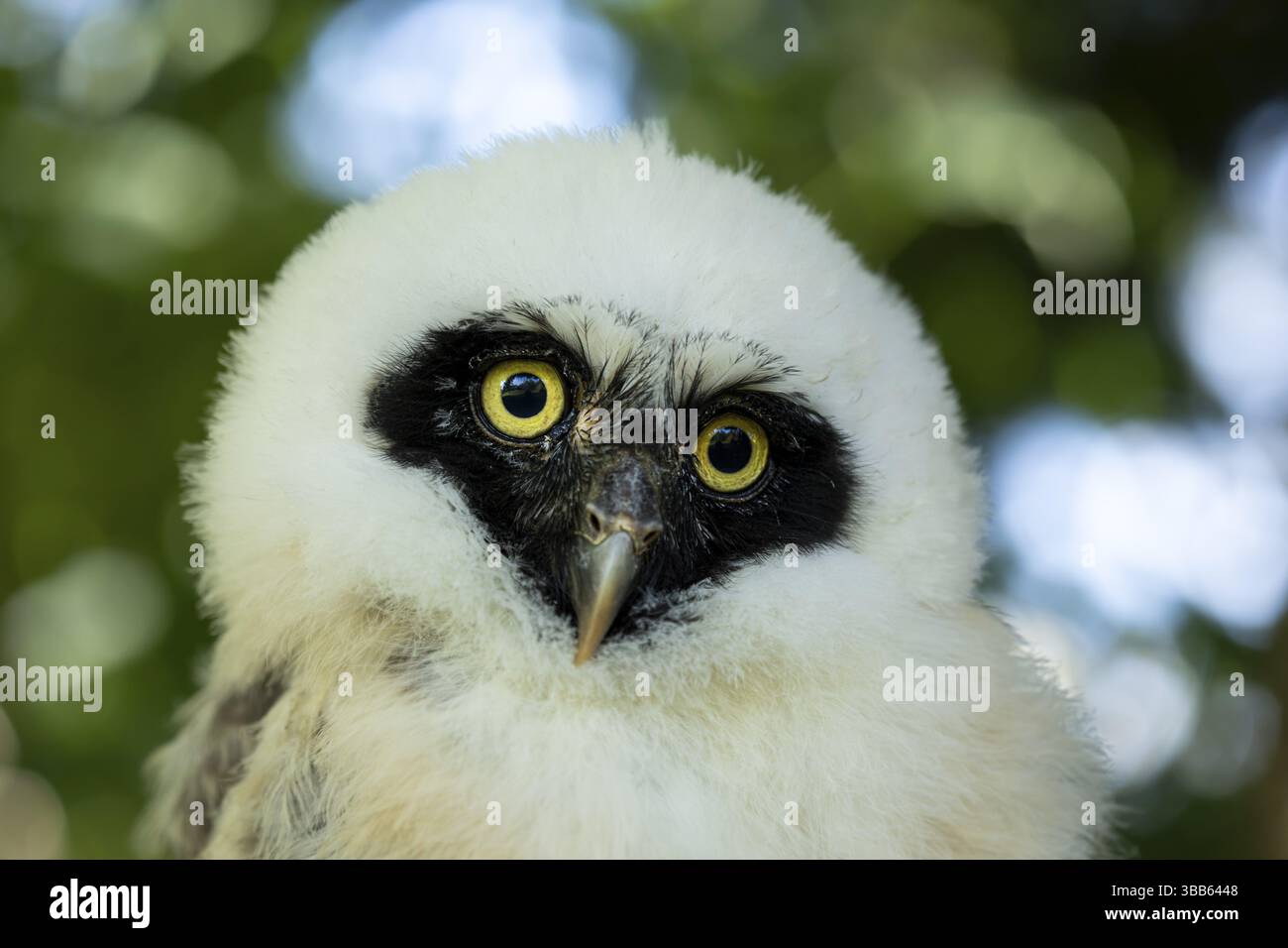 Chouette à lunettes (Pulsatrix perspicillata) captive, juvénile, Allemagne, Europe Banque D'Images