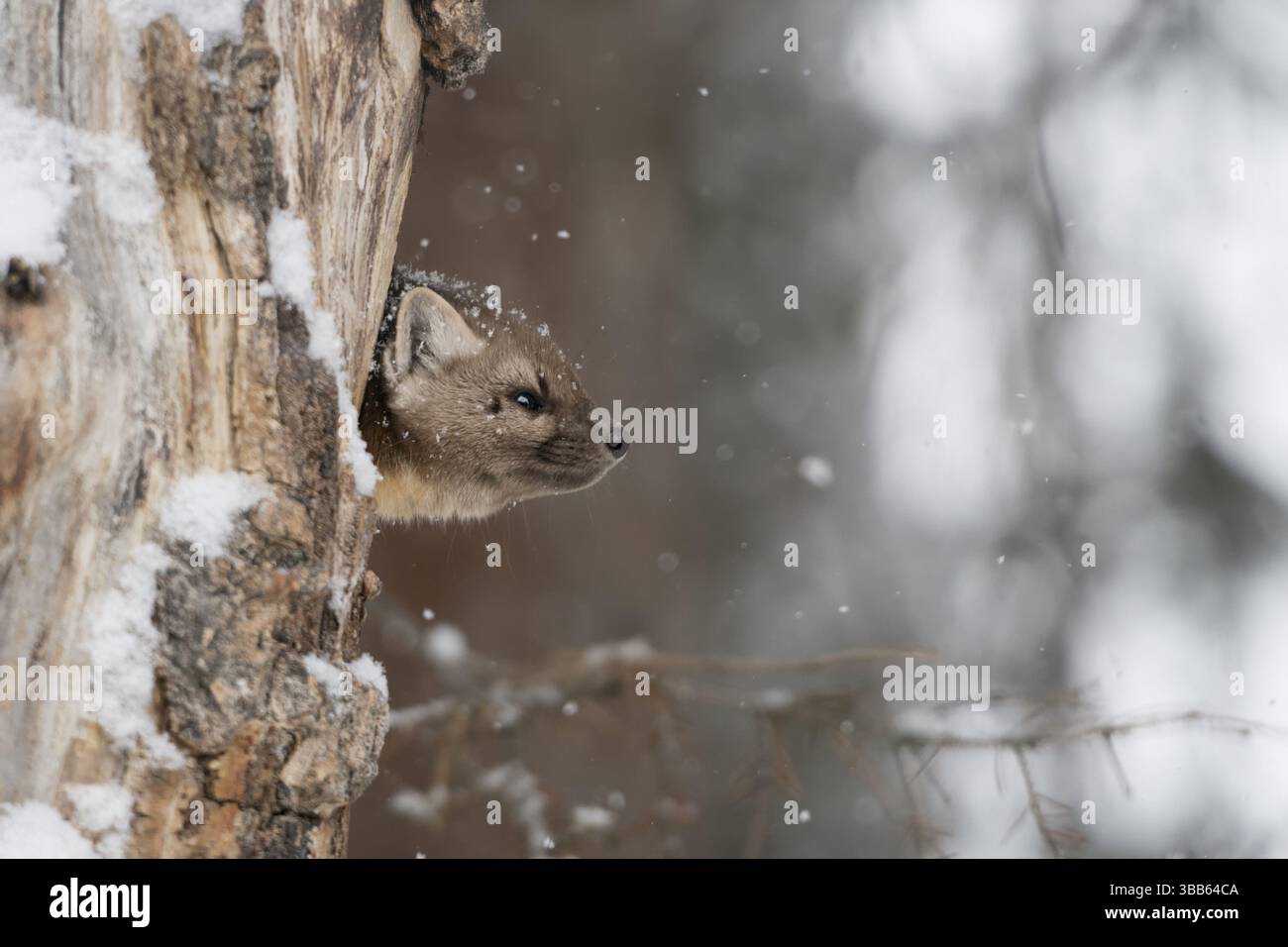 Martre d'Amérique (Martes americana) grimpant dans un arbre, parc national de Yellowstone, États-Unis, Amérique du Nord Banque D'Images