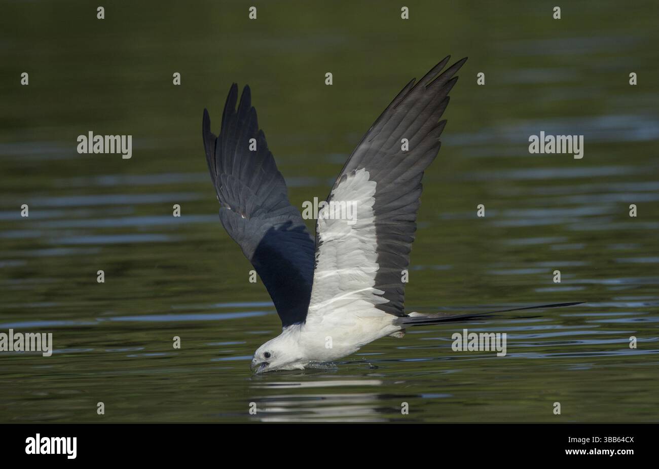 Cerf-volant à queue d'hirondelle (Elanoides forficatus) buvant en vol, Floride, États-Unis, Amérique du Nord Banque D'Images