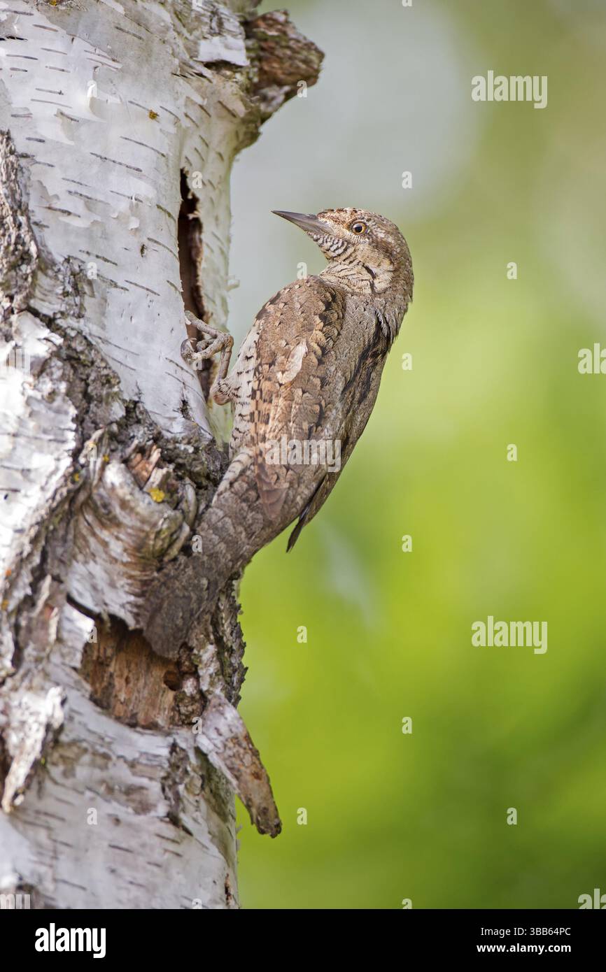 Col de cygne eurasien (Jynx torquilla) à la cavité de reproduction, Saxe-Anhalt, Allemagne, Europe Banque D'Images