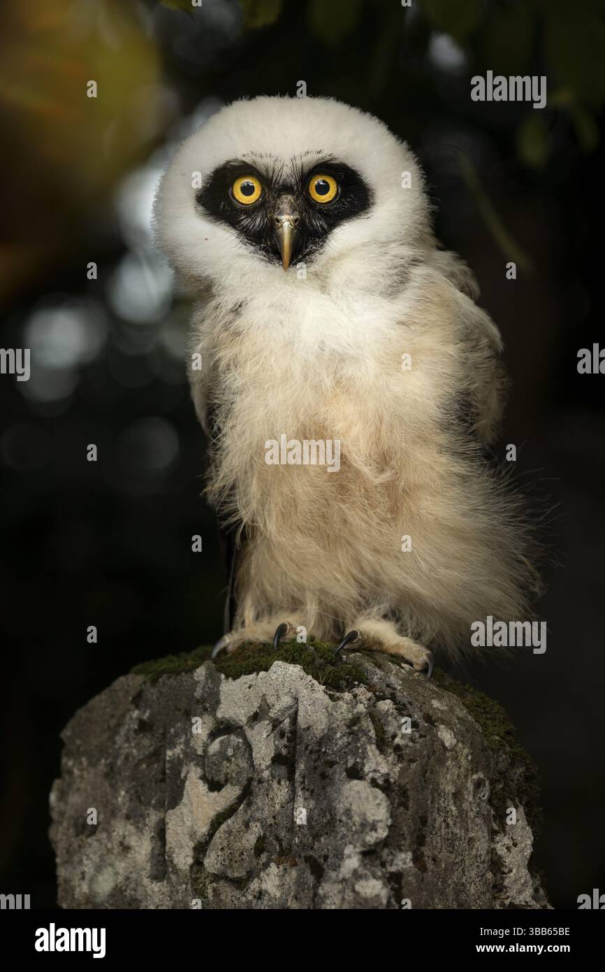 Chouette à lunettes (Pulsatrix perspicillata) captive, juvénile, Allemagne, Europe Banque D'Images