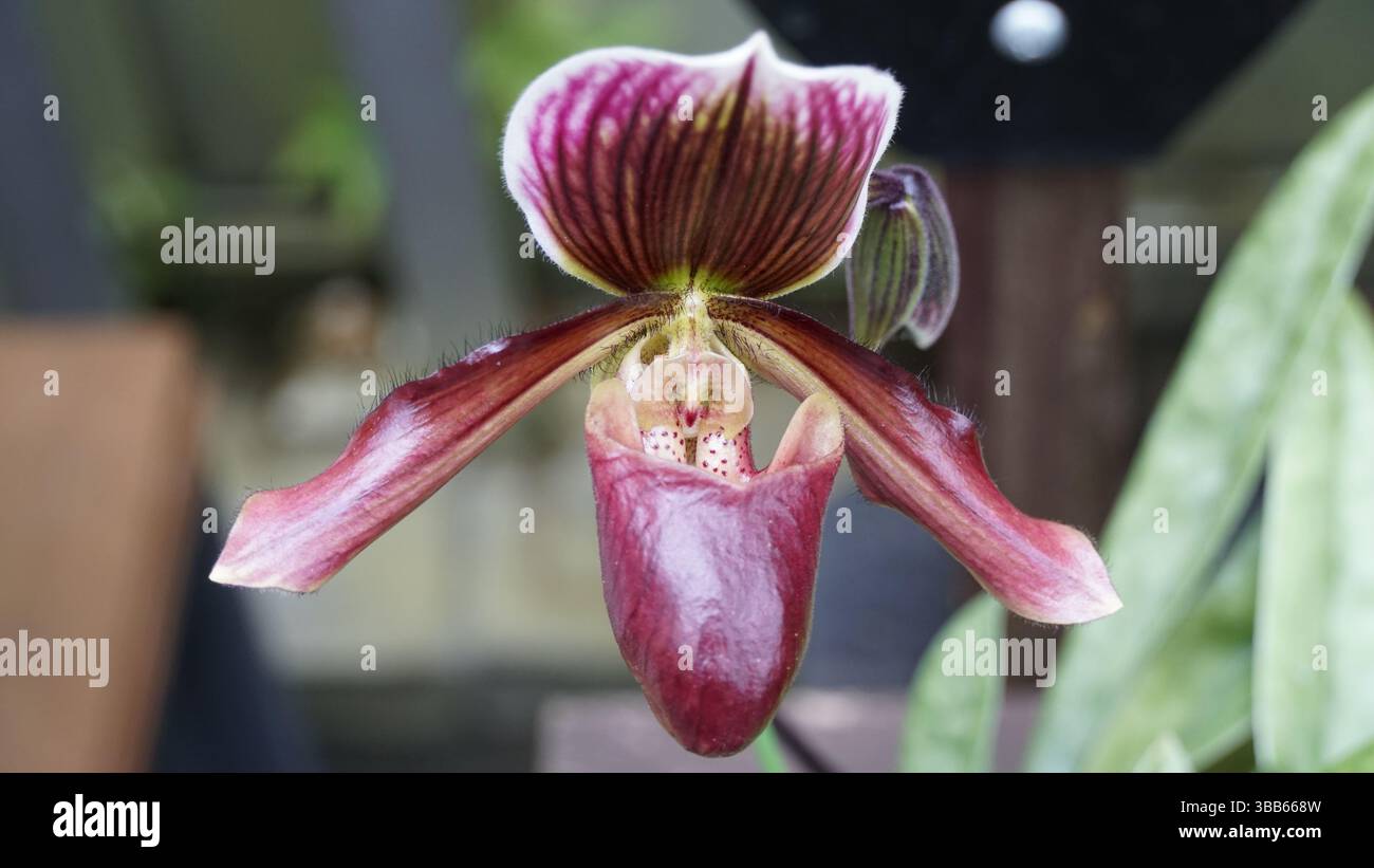 Fleurs d'été en pleine floraison – beauté florale saisonnière Banque D'Images