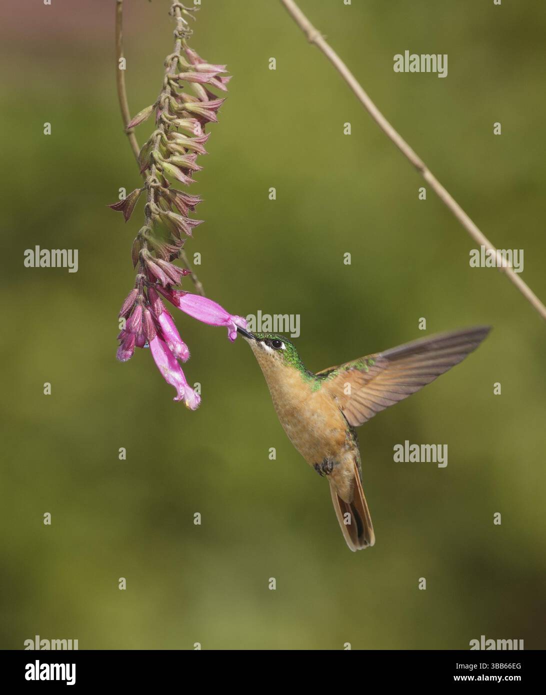 Ruby brésilien (Clytolaema rubricauda) femelle volant et se nourrissant à une fleur, Rio de Janeiro, Brésil, Amérique du Sud Banque D'Images
