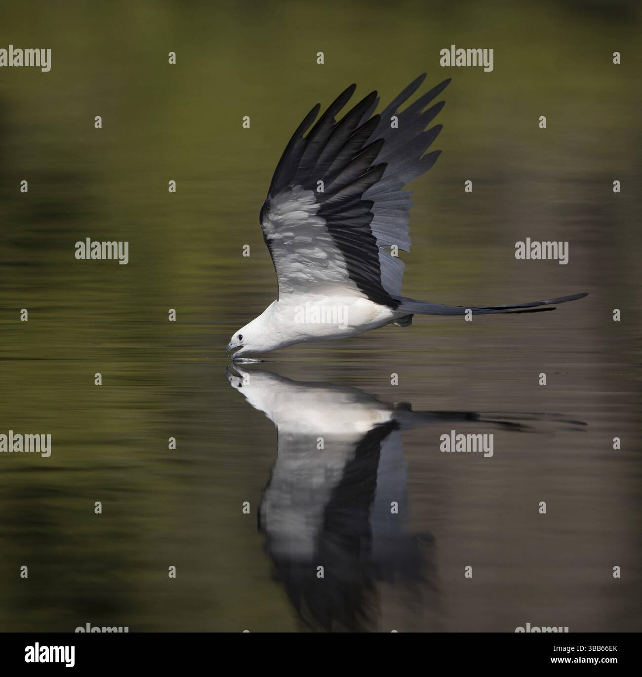 Cerf-volant à queue d'hirondelle (Elanoides forficatus) buvant en vol, Floride, États-Unis, Amérique du Nord Banque D'Images