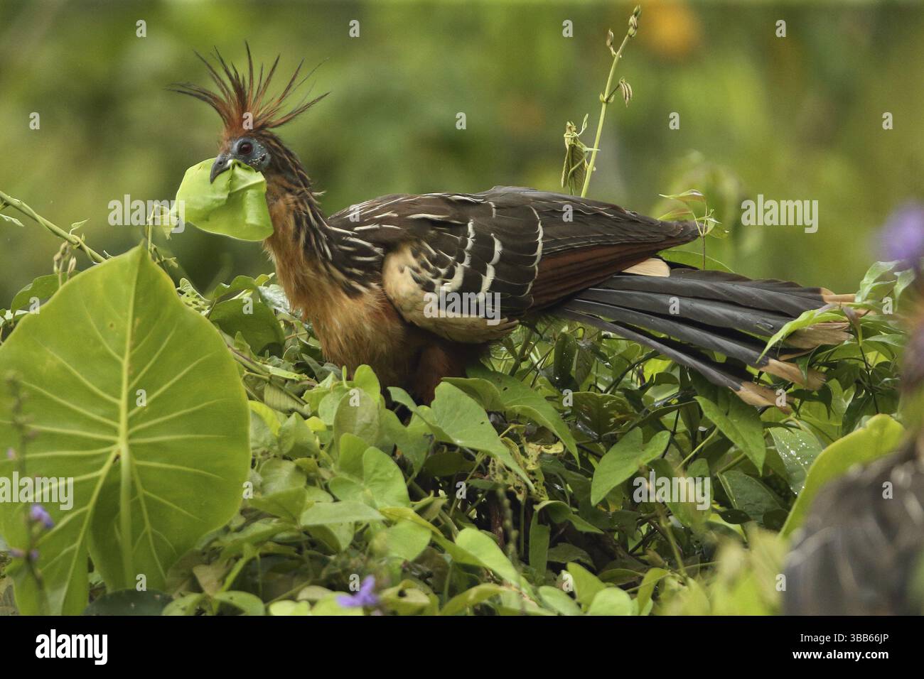 Hoatzin (Opisthocomus hoazin) se nourrissant de feuilles dans l'arbre, Delta de l'Orénoque, Venezuela, Amérique du Sud Banque D'Images