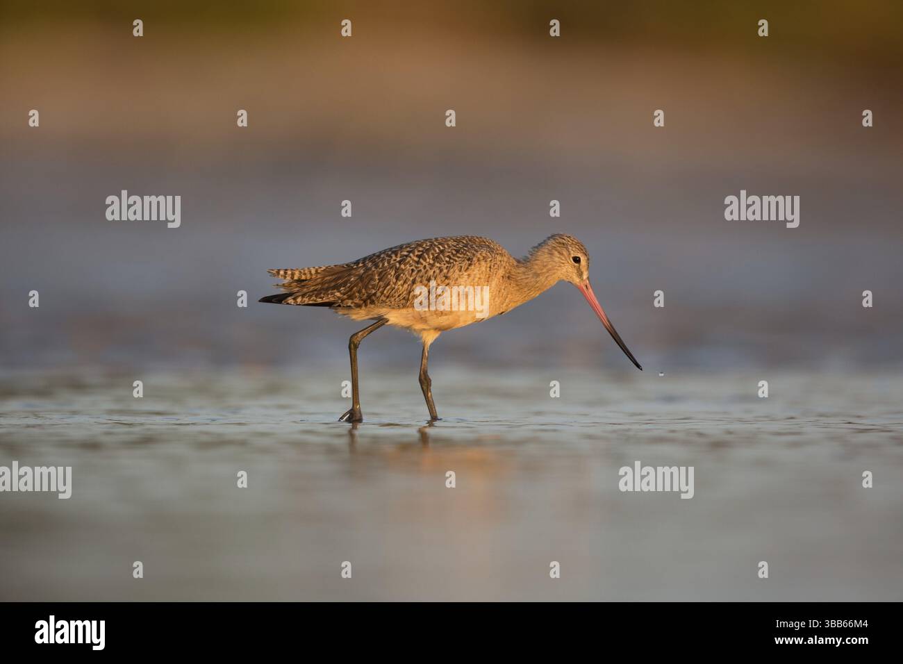 Alimentation de Godwit marbré (Limosa fedoa), Floride, États-Unis, Amérique du Nord Banque D'Images