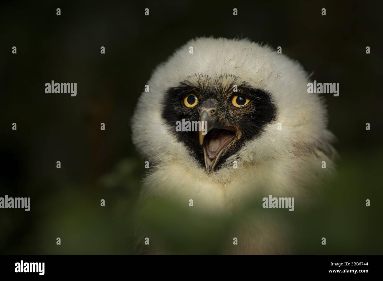 Hibou à lunettes (Pulsatrix perspicillata) captive, appel juvénile, Allemagne, Europe Banque D'Images