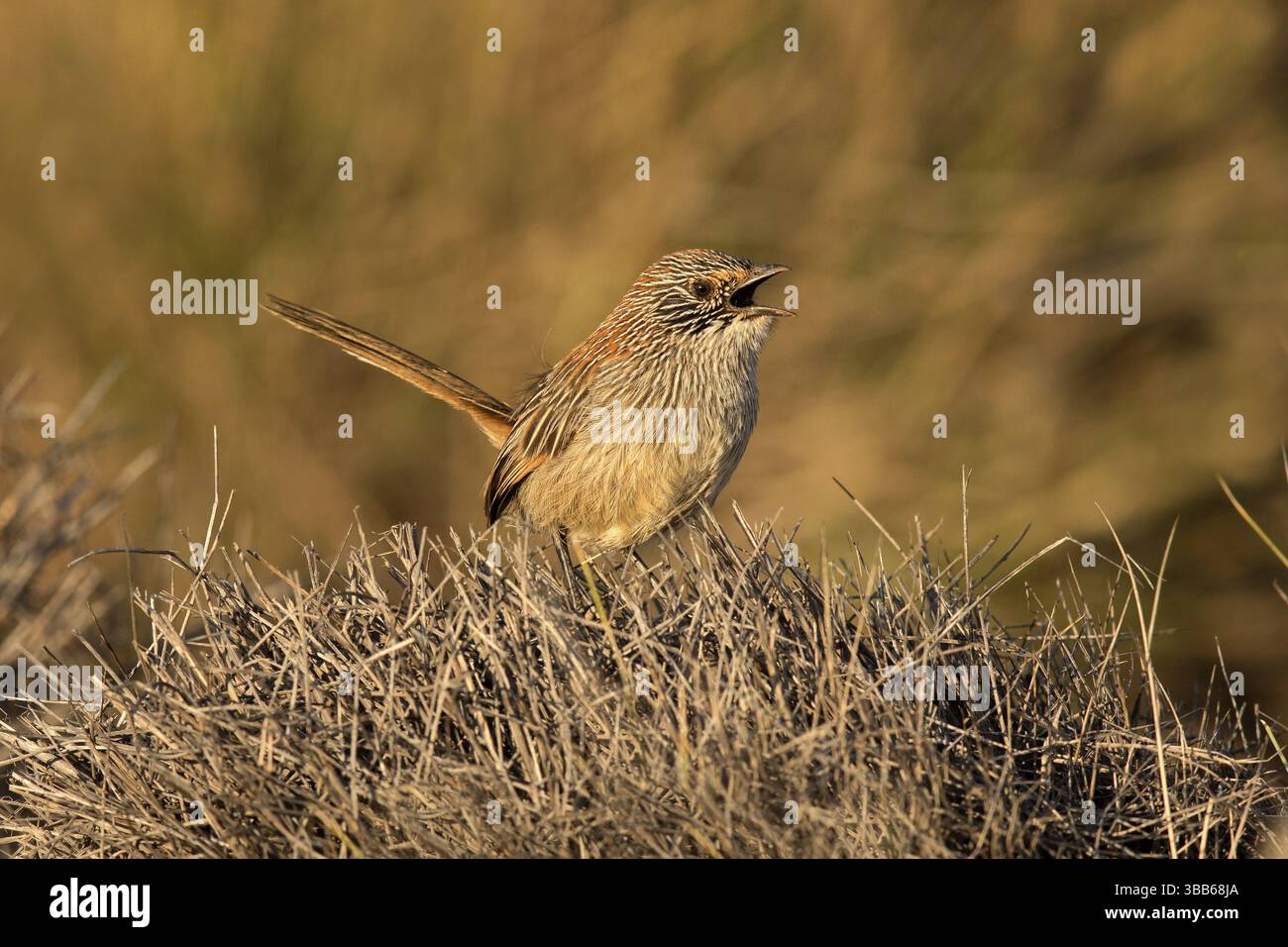 Grasswren à queue courte (Amytornis merrotsyi pedleri), Australie méridionale, Australie, Océanie Banque D'Images