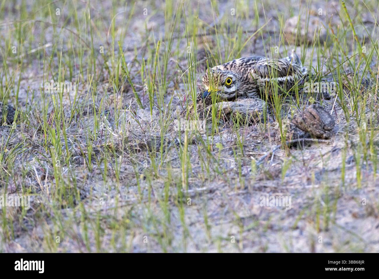 Courlis de pierre eurasien (Burhinus oedicnemus), Roumanie, Europe Banque D'Images