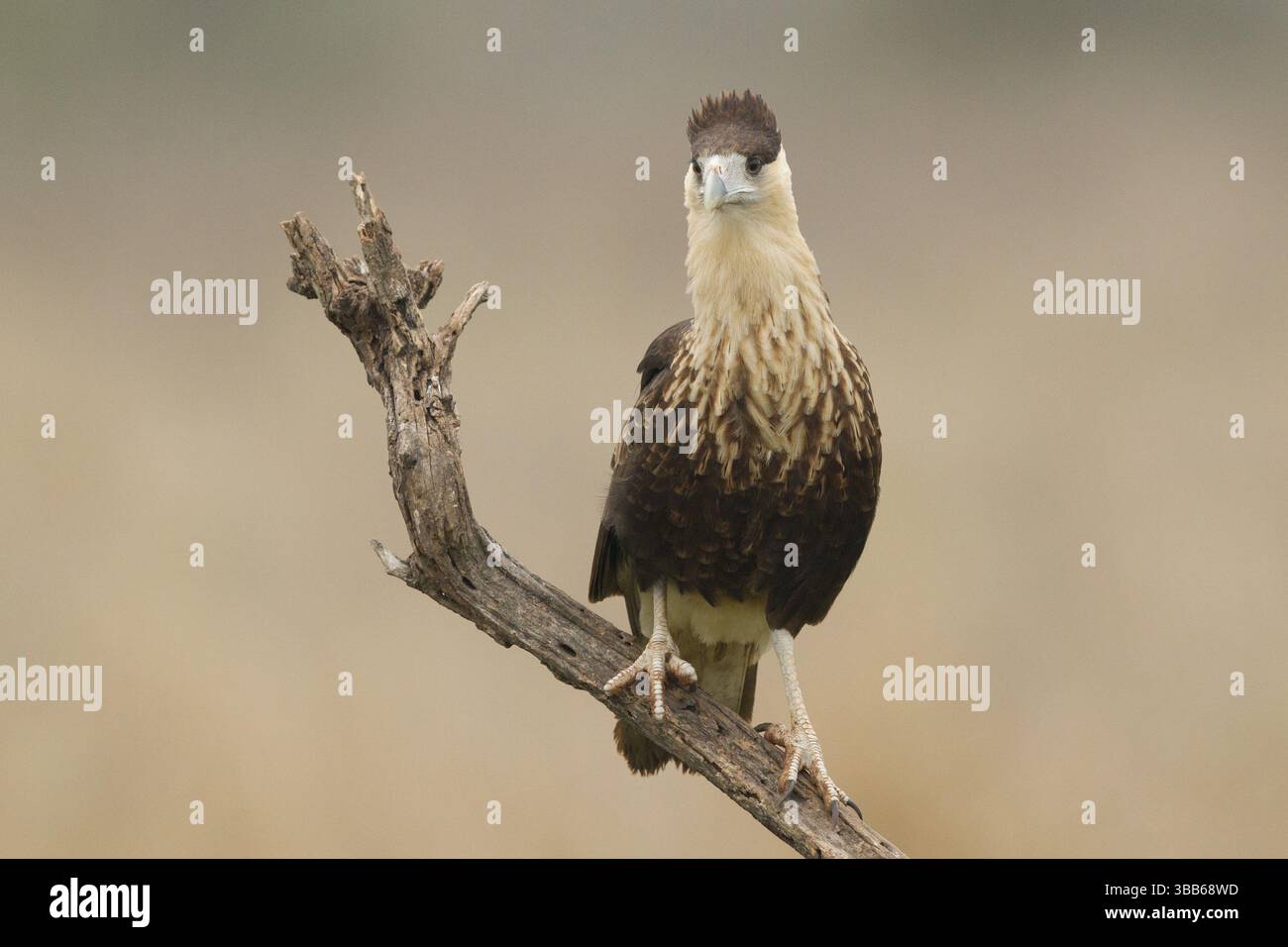 Crête nordique Caracara (Caracara cheriway) juvénile, Texas, États-Unis, Amérique du Nord Banque D'Images