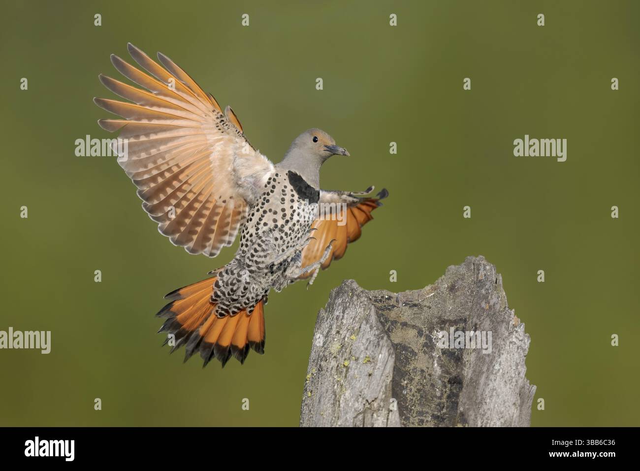 Flicker nordique (Colaptes auratus) femelle approchant un pôle, Colombie-Britannique, Canada, Amérique du Nord Banque D'Images Flicker nordique (Colaptes auratus) femelle approchant un pôle, Colombie-Britannique, Canada, Amérique du Nord Banque D'Images