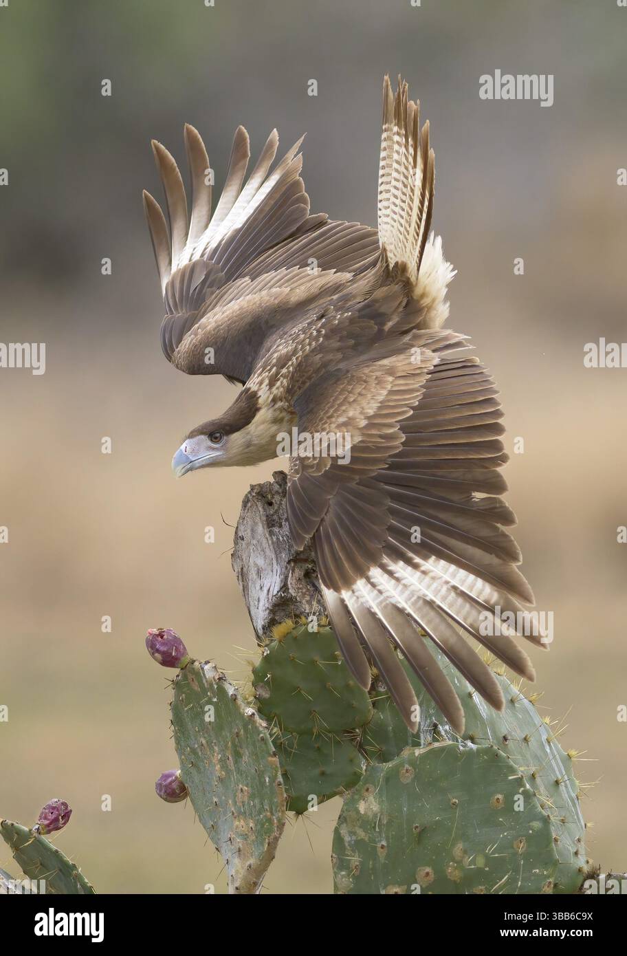 Northern Crested Caracara (Caracara cheriway), Texas, États-Unis, Amérique du Nord Banque D'Images Northern Crested Caracara (Caracara cheriway), Texas, États-Unis, Amérique du Nord Banque D'Images