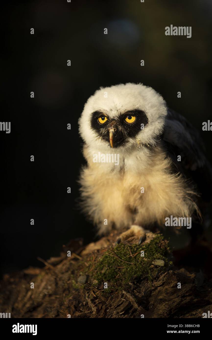 Chouette à lunettes (Pulsatrix perspicillata) captive, juvénile, Allemagne, Europe Banque D'Images