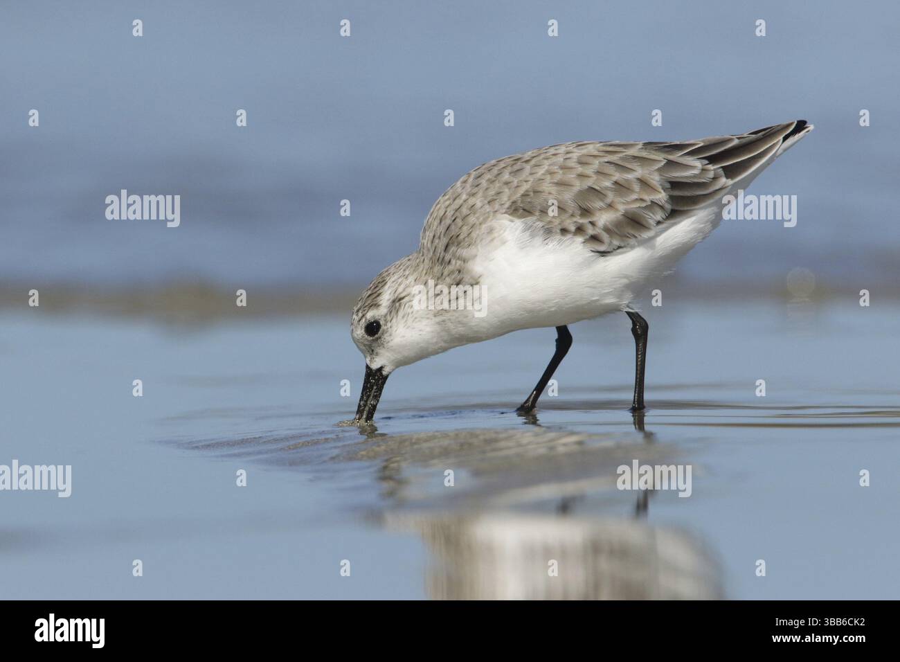 Sanderling (Calidris alba), Victoria, Australie, Océanie Banque D'Images