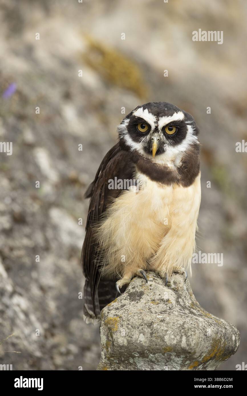 Chouette à lunettes (Pulsatrix perspicillata) captive, juvénile, Allemagne, Europe Banque D'Images