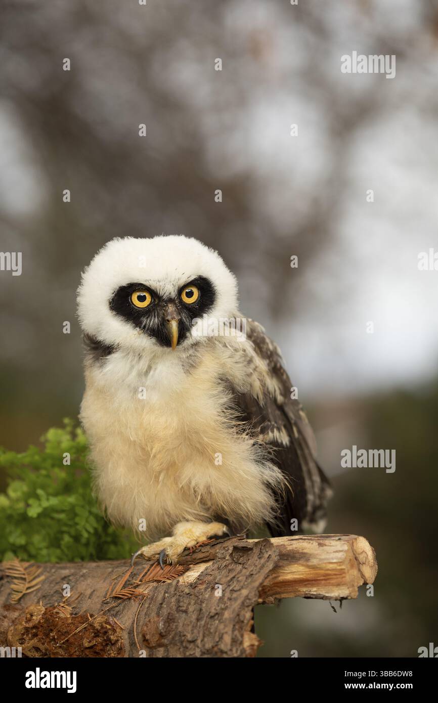 Chouette à lunettes (Pulsatrix perspicillata) captive, juvénile perché sur une bûche, Allemagne, Europe Banque D'Images