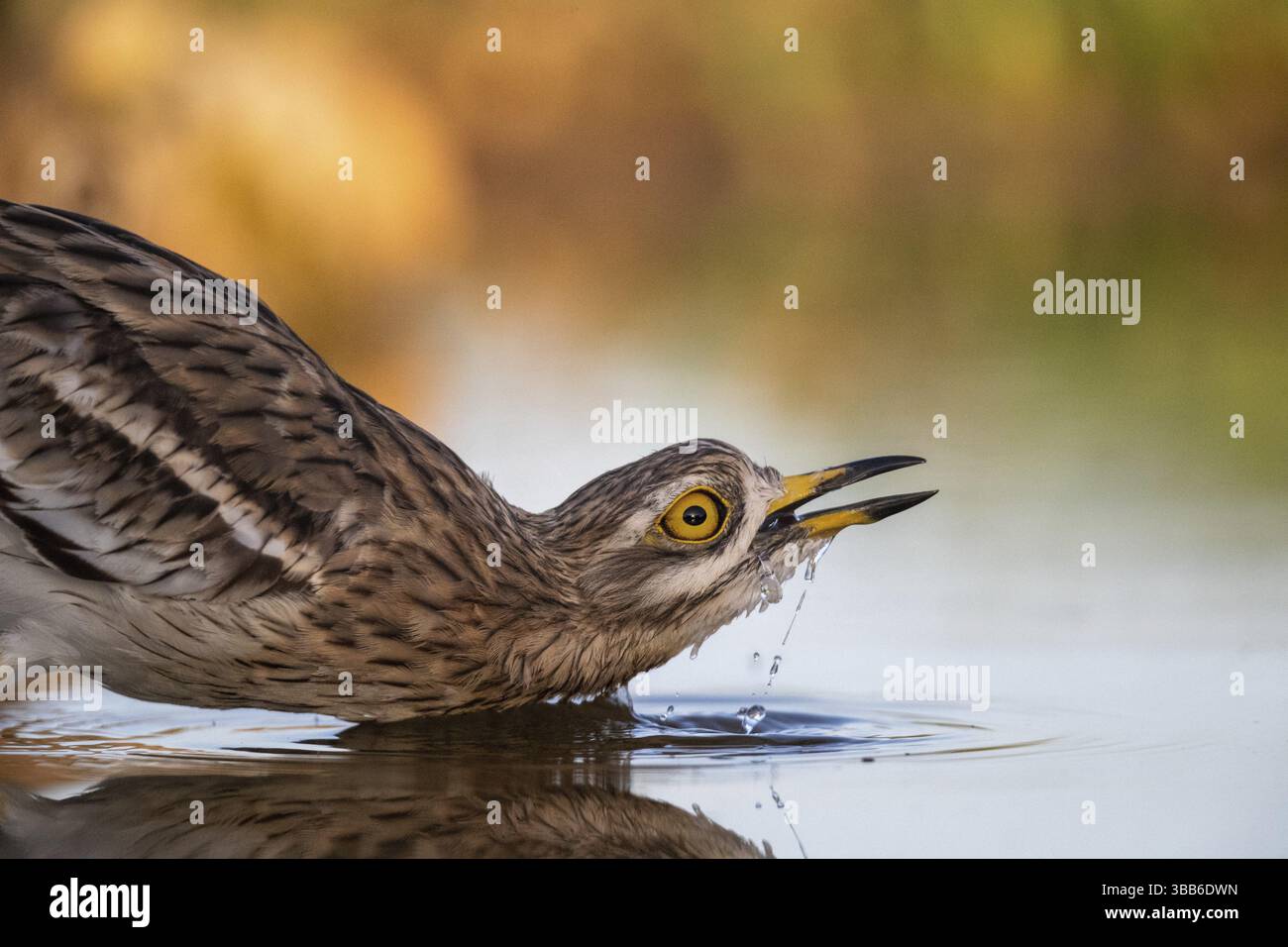 Pierre-courlis eurasien (Burhinus oedicnemus) buvant, Castille-la Manche, Espagne, Europe Banque D'Images