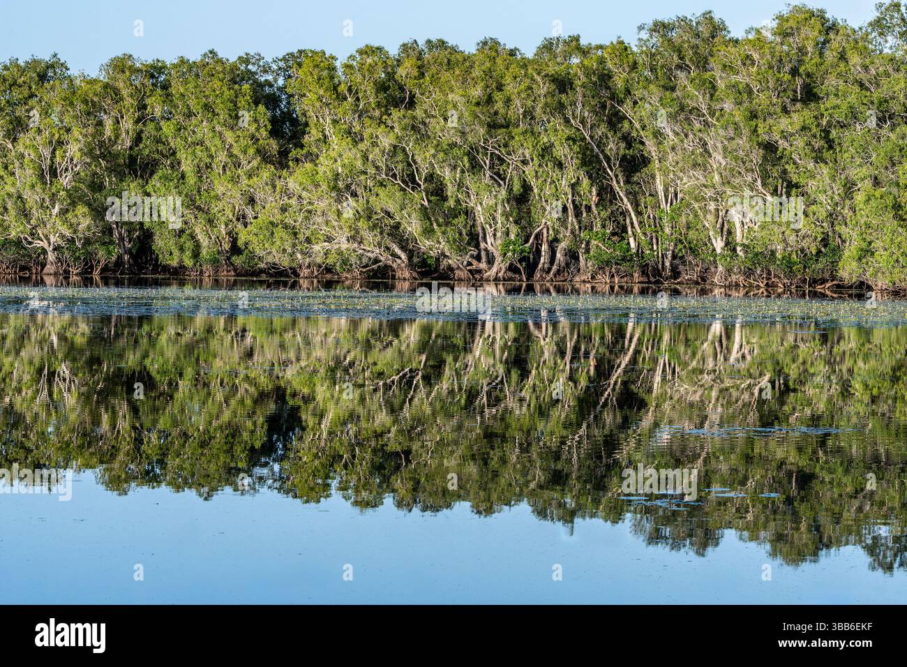 Arbres reflétés dans l'eau à Sweetwater Lagoon, parc national de Lakefield, péninsule de Cape York, Far North Queensland, FNQ, Australie Banque D'Images