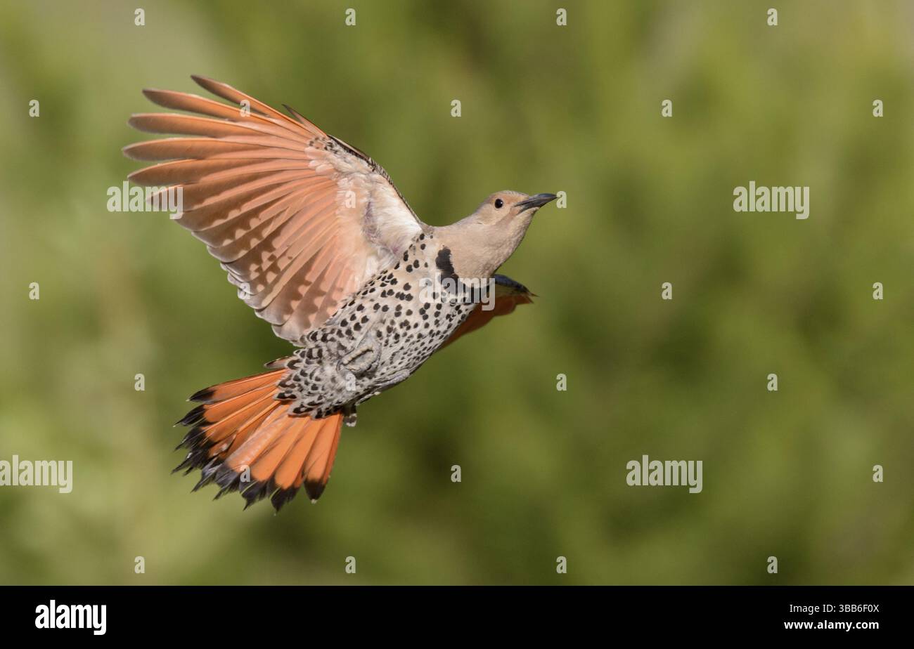 Follicker nordique (Colaptes auratus) volant, Colombie-Britannique, Canada, Amérique du Nord Banque D'Images Follicker nordique (Colaptes auratus) volant, Colombie-Britannique, Canada, Amérique du Nord Banque D'Images