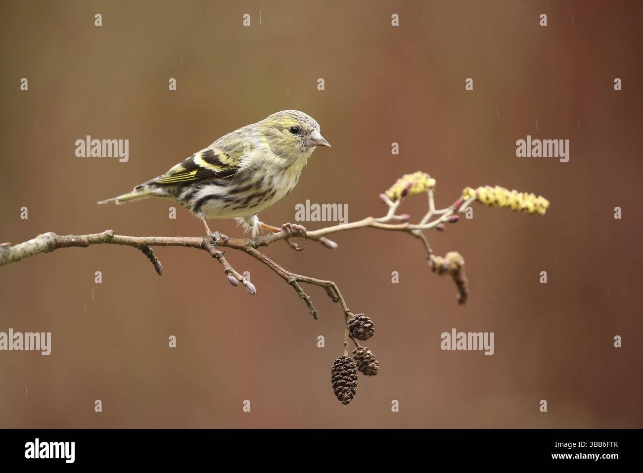 Femelle eurasienne Siskin (Spinus spinus), basse-Saxe, Allemagne, Europe Banque D'Images