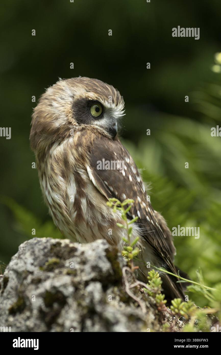 Morepork (Ninox novaeseelandiae) juvénile, captif, Allemagne, Europe Banque D'Images