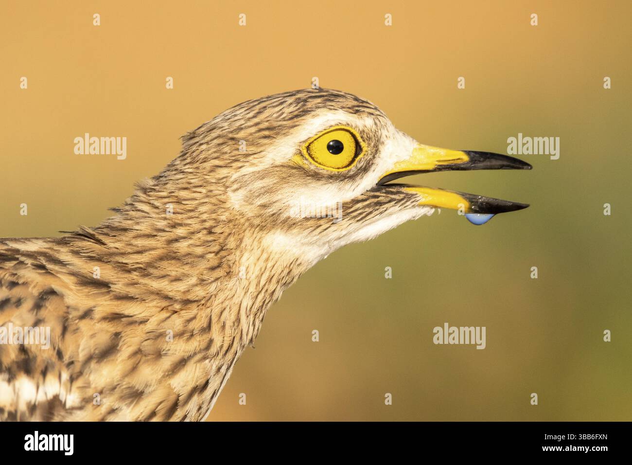Courlis de pierre eurasien (Burhinus oedicnemus), Castille-la Manche, Espagne, Europe Banque D'Images