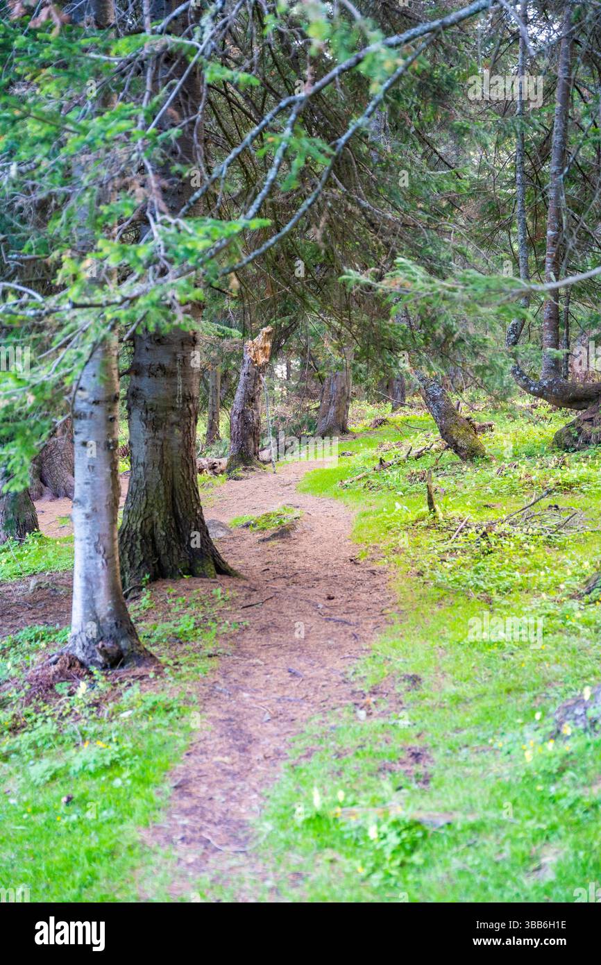 Chemin forestier menant à Holy Silver Spring près de la ville d'Artybash. Source d'eau naturelle sacrée dans l'Altaï Russie. Banque D'Images